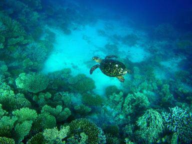 malediven unterwasser