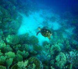Artenreiche Unterwasserwelt