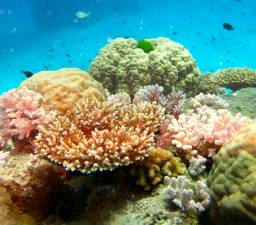 Korallen Grat Barrier Reef