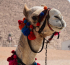 original pixabay aegypten-kamele 2