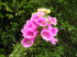 original pixabay neuseeland-pflanzen 4